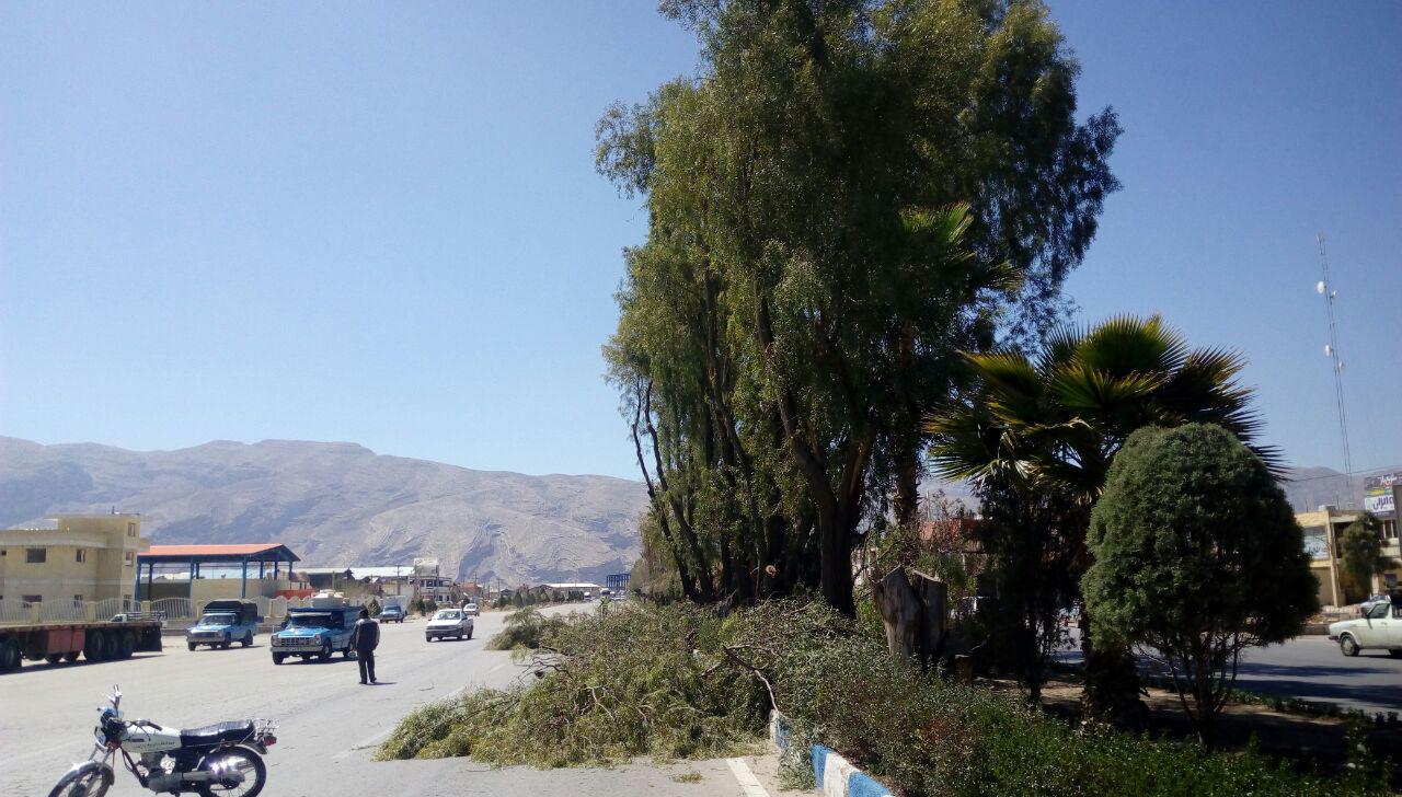 هرس کردن درختان در شهرک صنعتی بزرگ شیراز